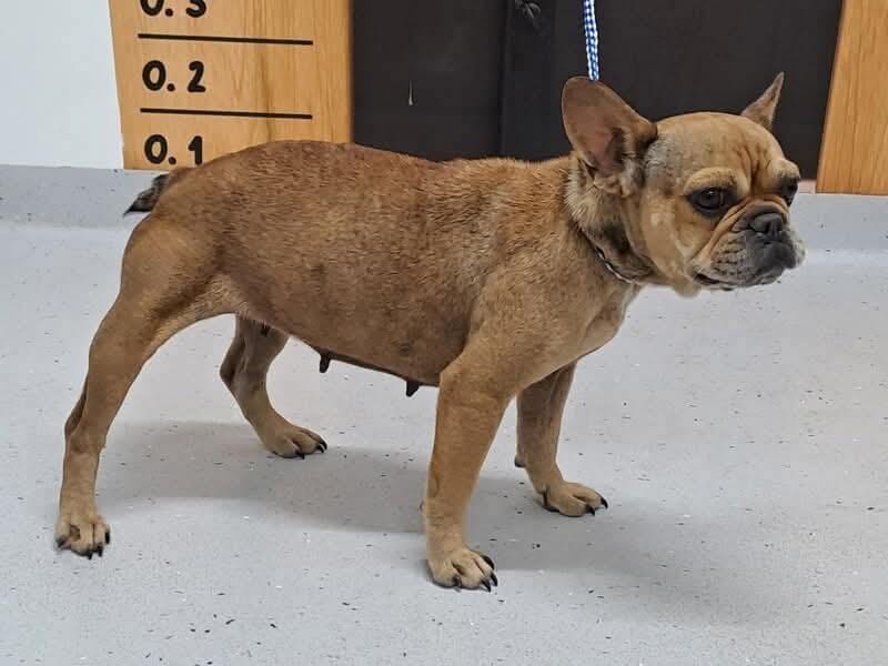 Post 8 by Happy Tails Animal Rescue Inc. on Instagram (carousel)