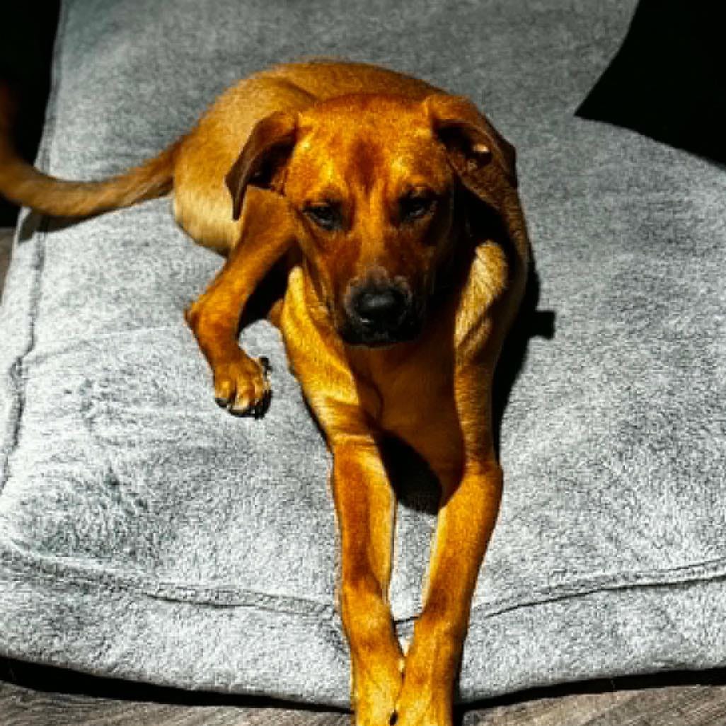 Post 3 by Happy Tails Animal Rescue Inc. on Instagram (carousel)