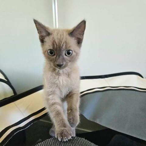 Post 10 by Happy Tails Animal Rescue Inc. on Instagram (carousel)