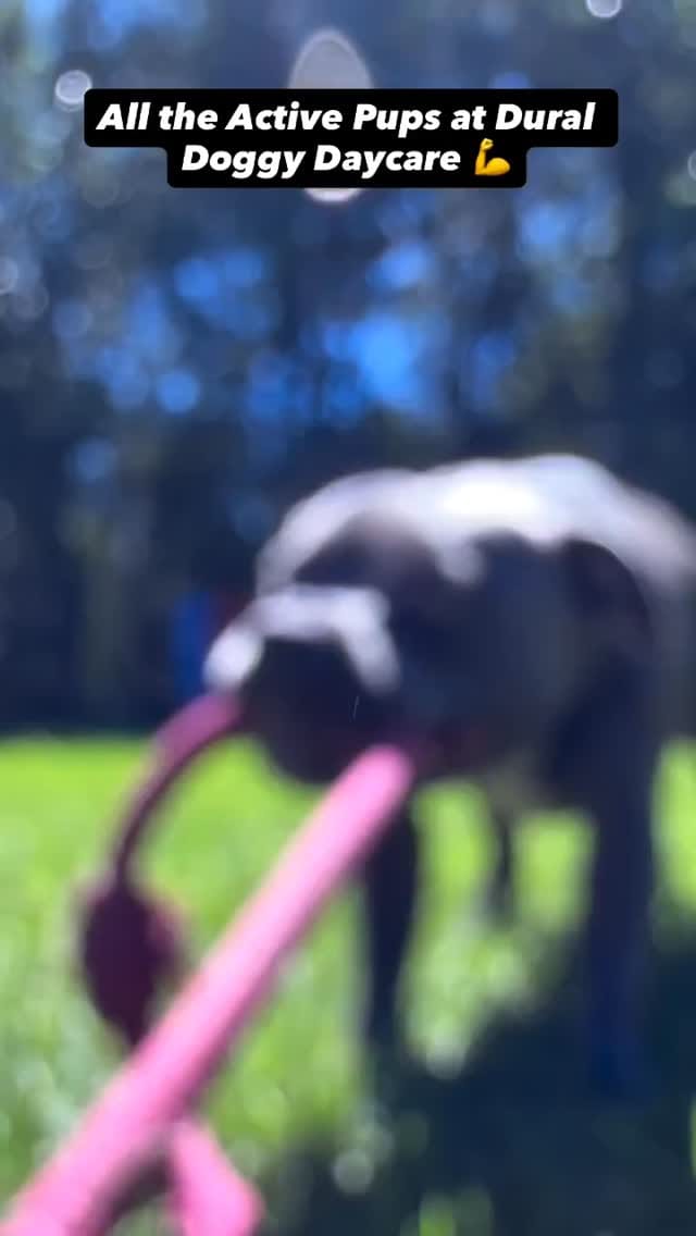 Post 2 by Pet Resorts of Australia on Instagram (video)