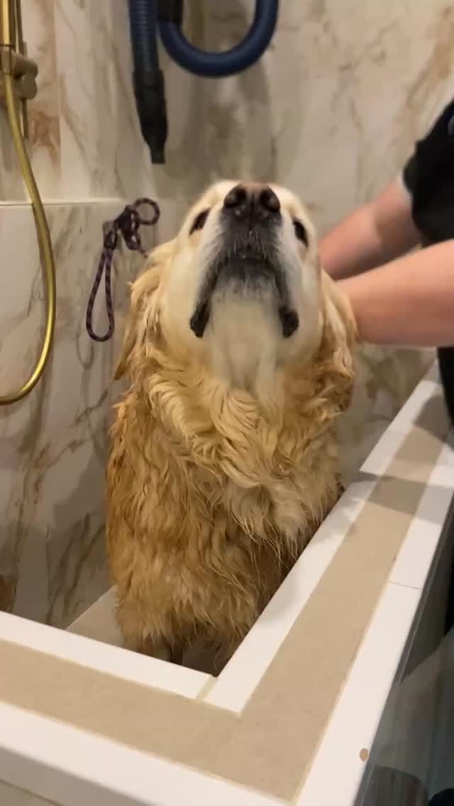 Post 3 by Pet Resorts of Australia on Instagram (video)