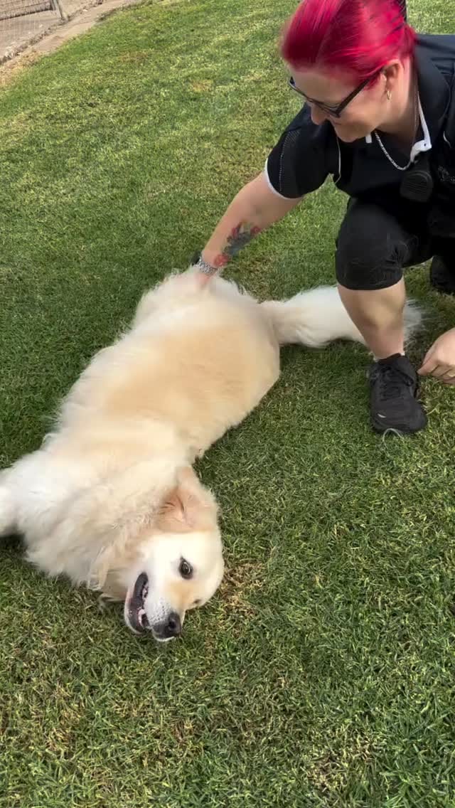 Post 6 by Pet Resorts of Australia on Instagram (video)