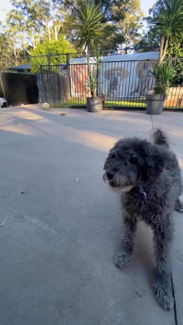 Post 8 by Pet Resorts of Australia on Instagram (video)