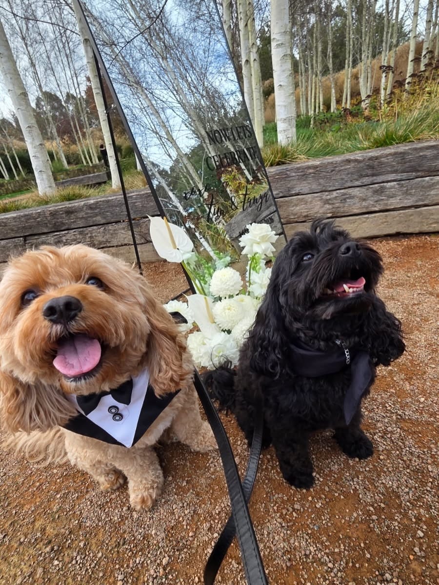 Post 10 by Pet Resorts of Australia on Instagram (carousel)