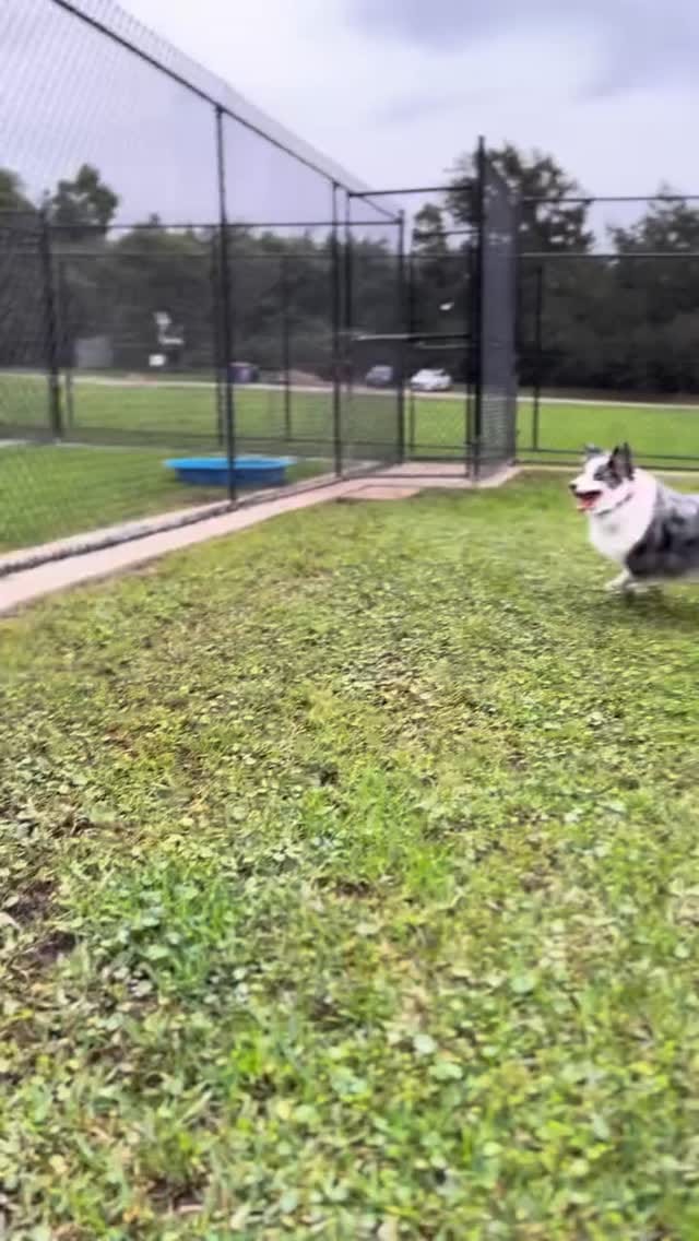 Post 5 by Pet Resorts of Australia on Instagram (video)