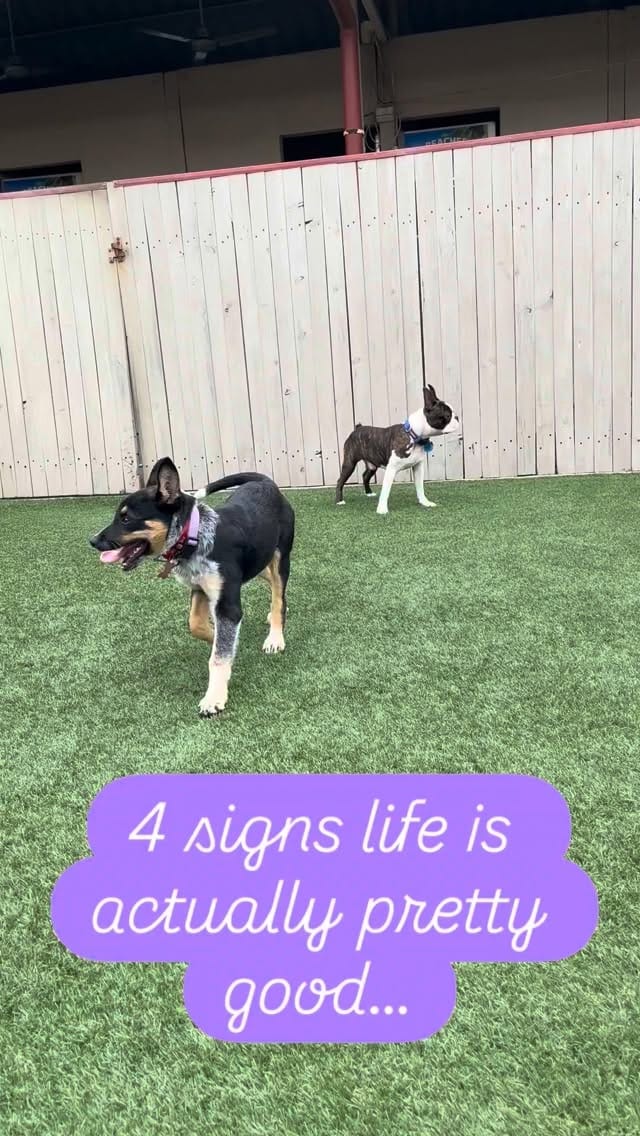 Post 9 by Pet Resorts of Australia on Instagram (video)