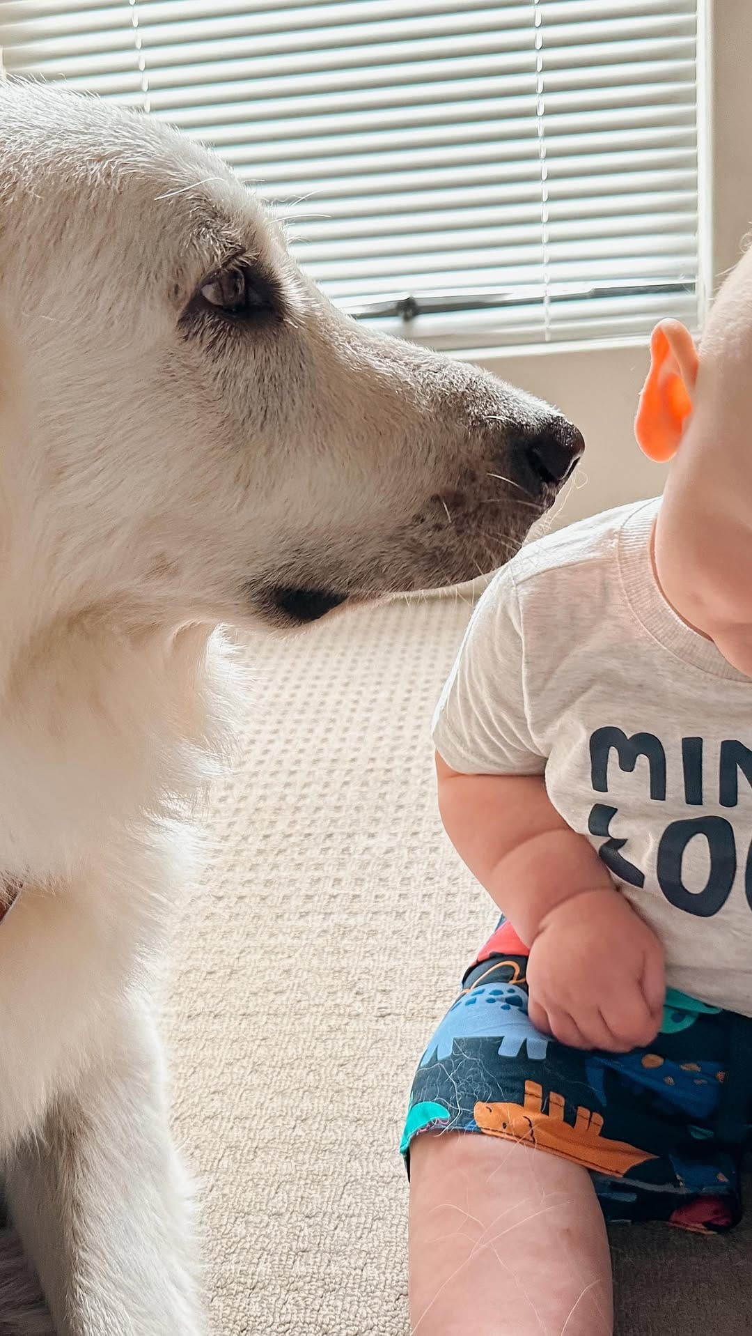 Post 1 by WolfPack AU on Instagram (video)