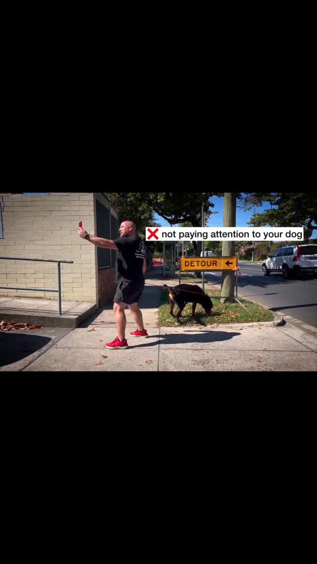 Post 6 by Positive K9 Training - Dog Training on Instagram (video)