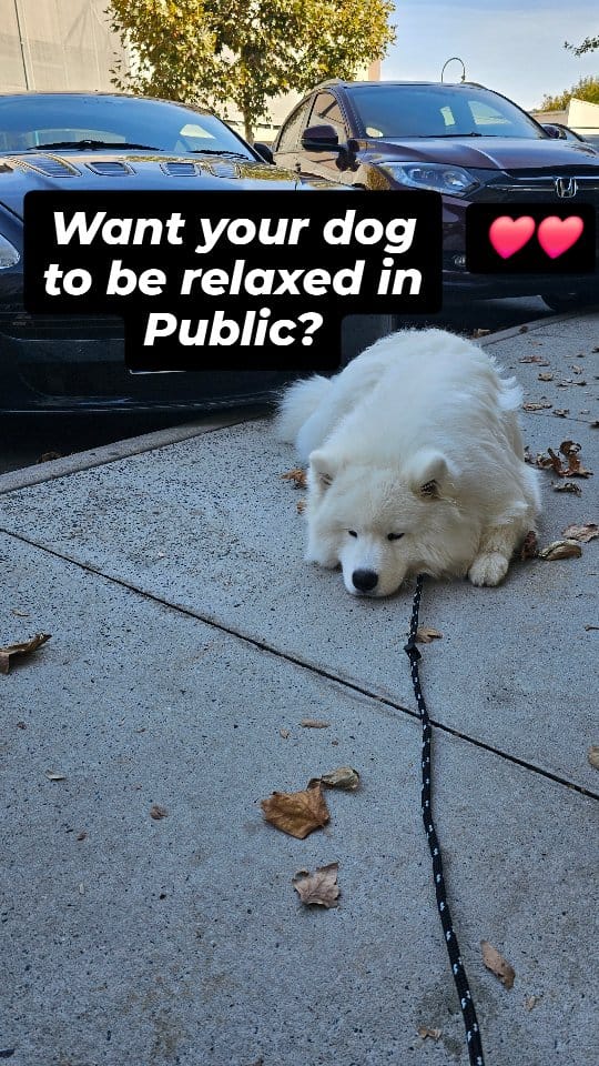 Post 7 by Positive K9 Training - Dog Training on Instagram (video)