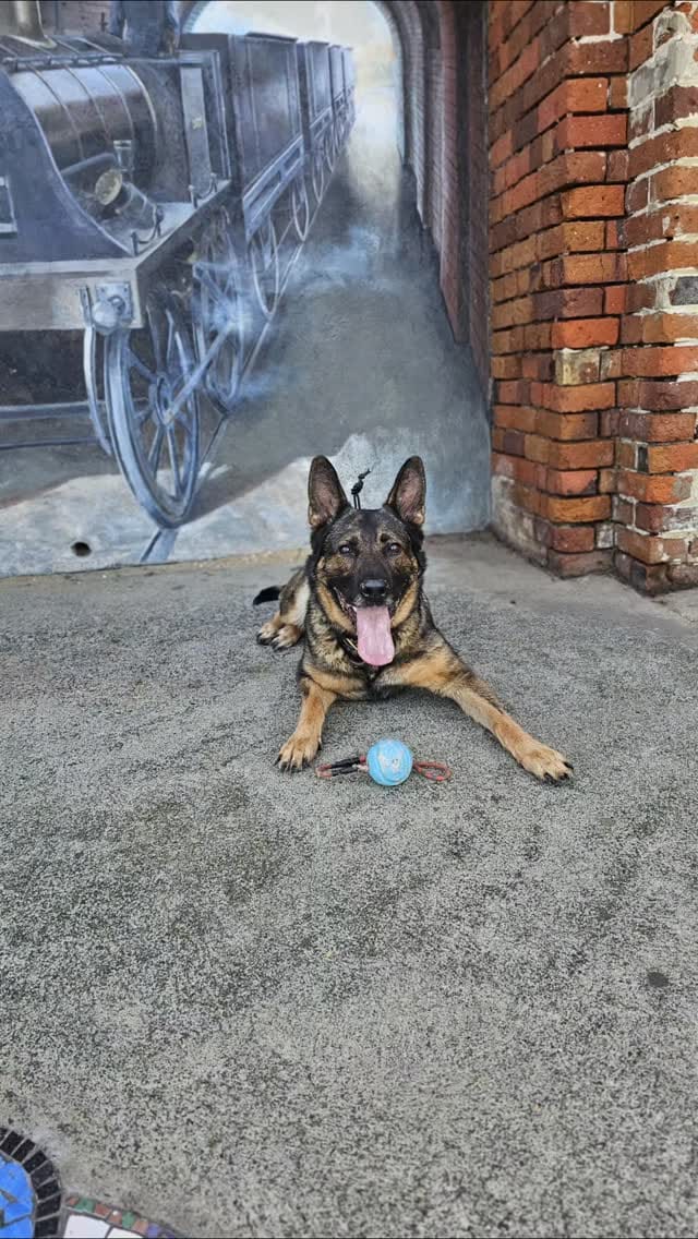 Post 3 by Positive K9 Training - Dog Training on Instagram (video)