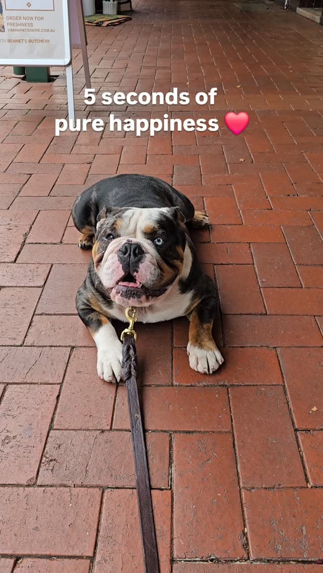 Post 1 by Positive K9 Training - Dog Training on Instagram (video)
