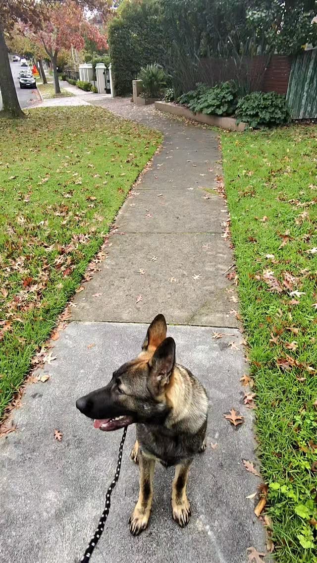 Post 2 by Positive K9 Training - Dog Training on Instagram (video)