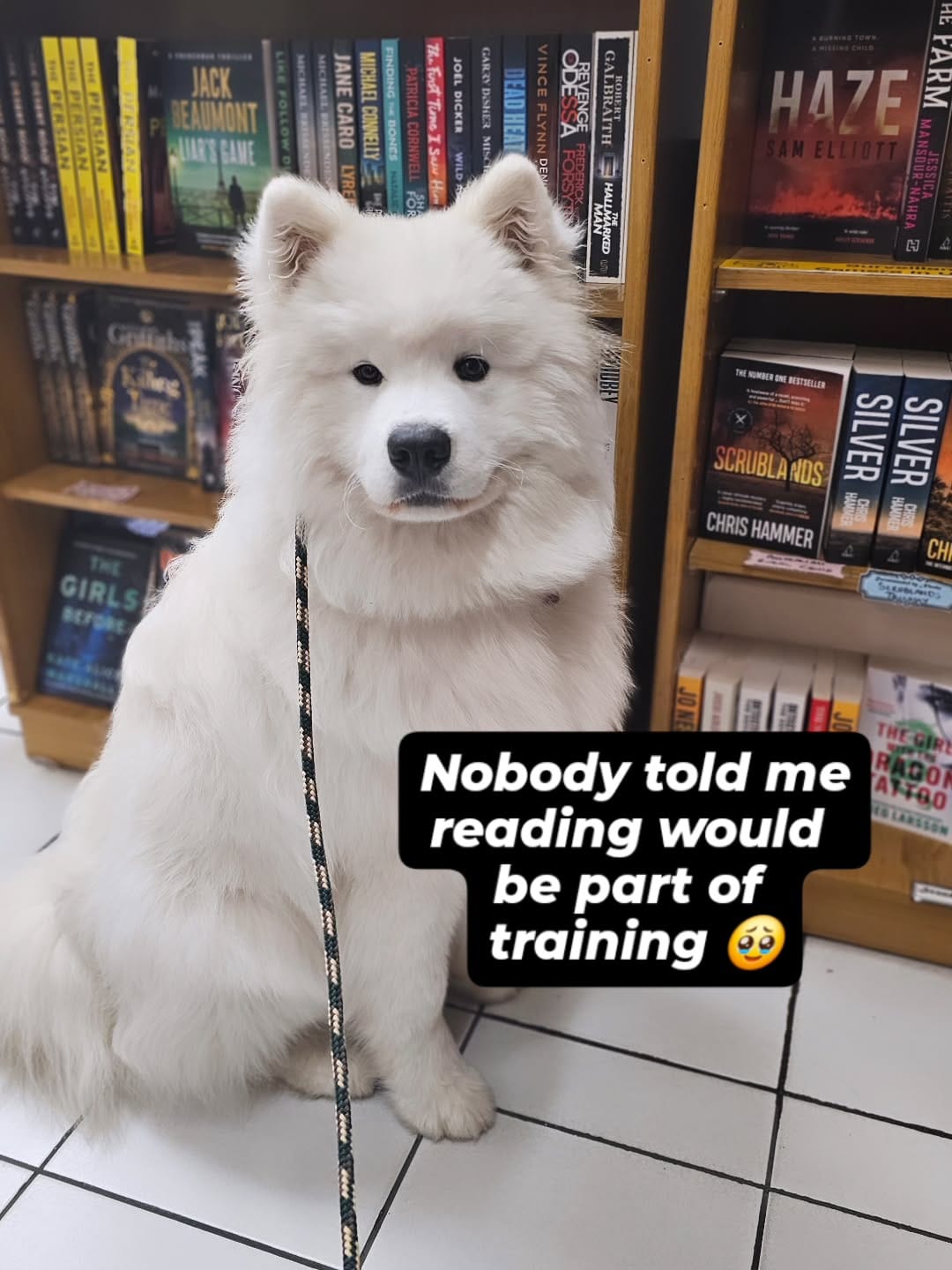 Post 8 by Positive K9 Training - Dog Training on Instagram (image)