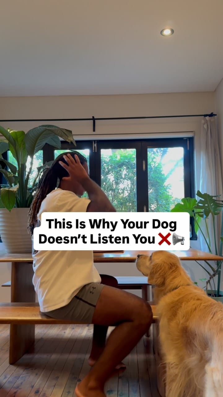 Post 2 by Elijah Boateng | Dog Trainer on Instagram (video)