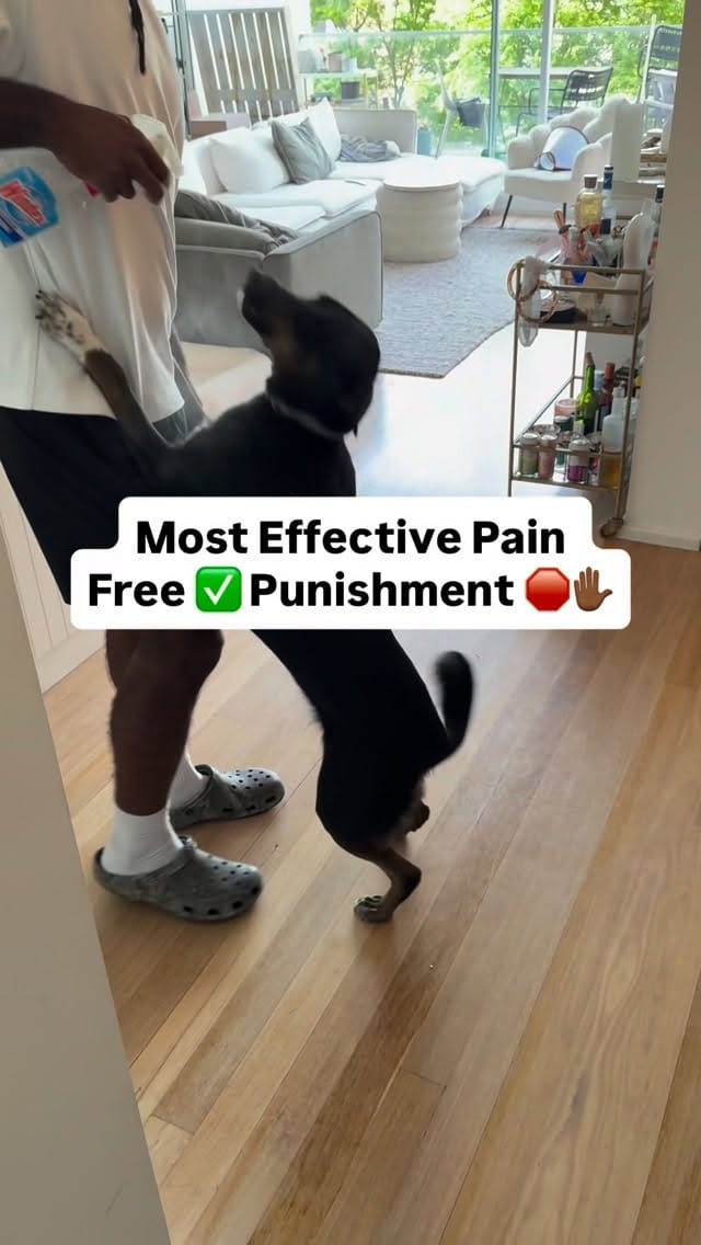Post 9 by Elijah Boateng | Dog Trainer on Instagram (video)