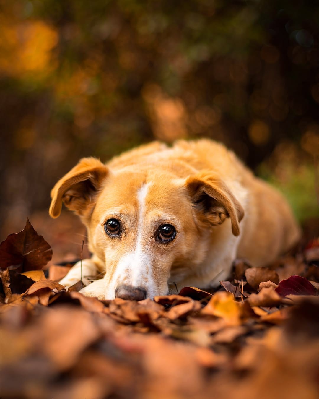 Post 1 by Chico and Archie on Instagram (image)