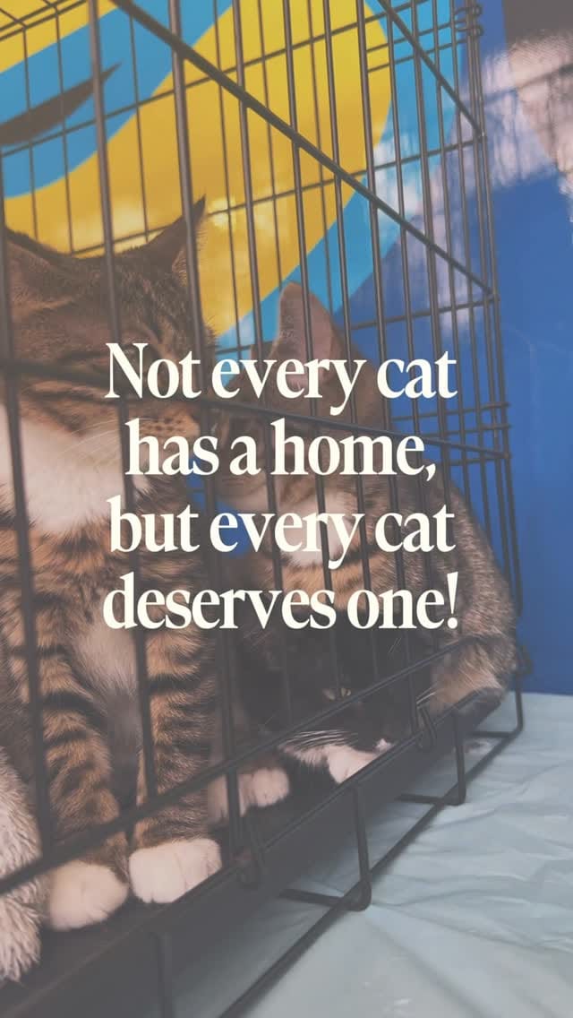 Post 3 by Cat Tigrous 🐈  The Desert Cat 🏜 on Instagram (video)