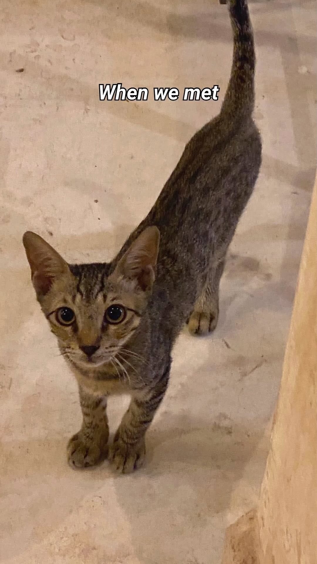 Post 10 by Cat Tigrous 🐈  The Desert Cat 🏜 on Instagram (video)
