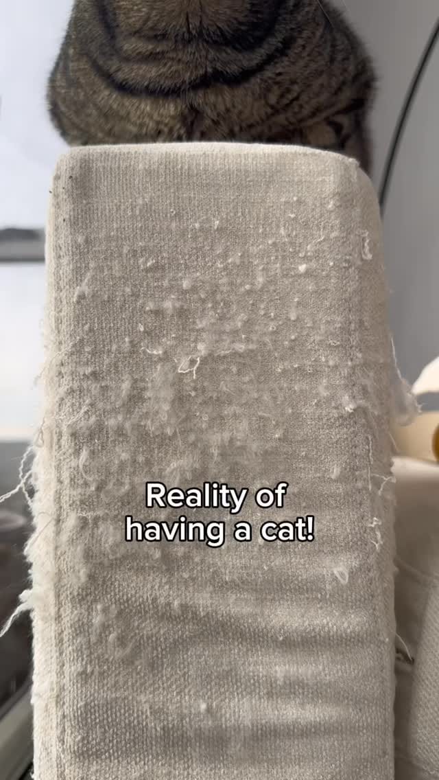 Post 6 by Cat Tigrous 🐈  The Desert Cat 🏜 on Instagram (video)