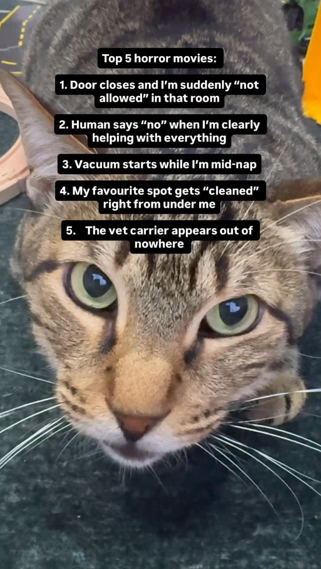 Post 4 by Cat Tigrous 🐈  The Desert Cat 🏜 on Instagram (video)