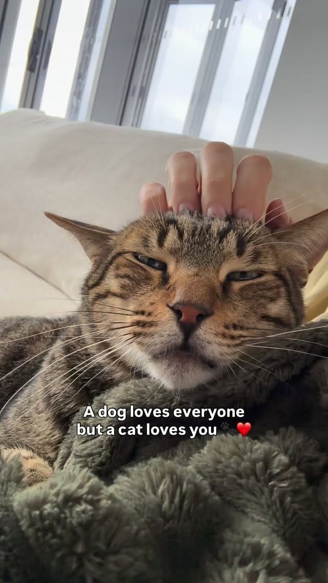 Post 5 by Cat Tigrous 🐈  The Desert Cat 🏜 on Instagram (video)