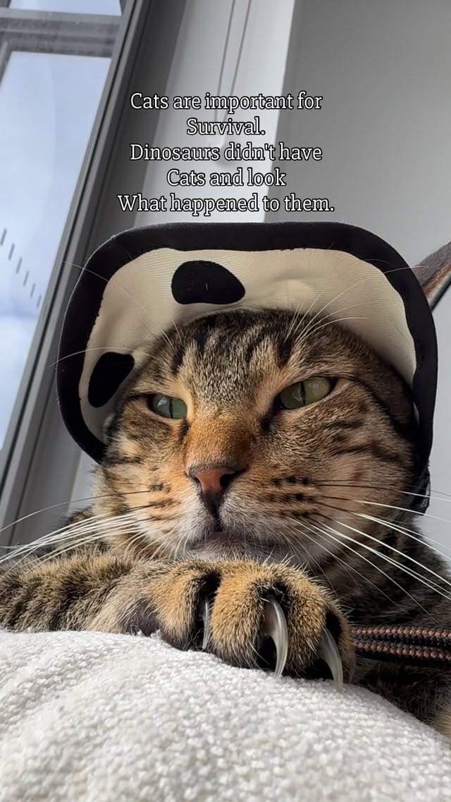 Post 2 by Cat Tigrous 🐈  The Desert Cat 🏜 on Instagram (video)