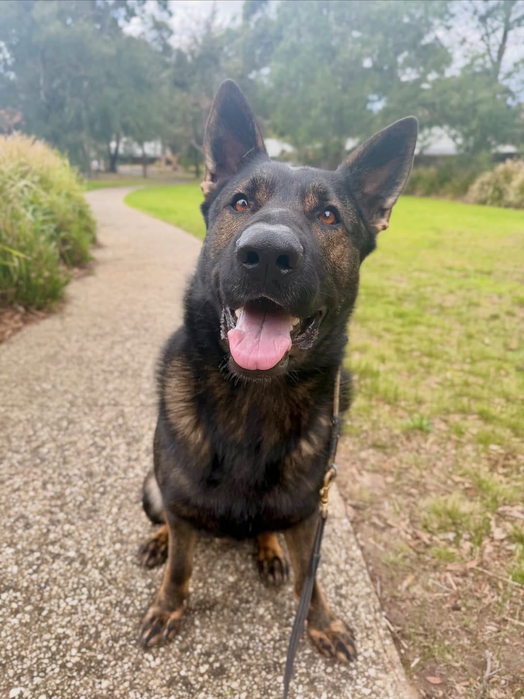 Post 3 by Canine Training Adventure Club on Instagram (image)