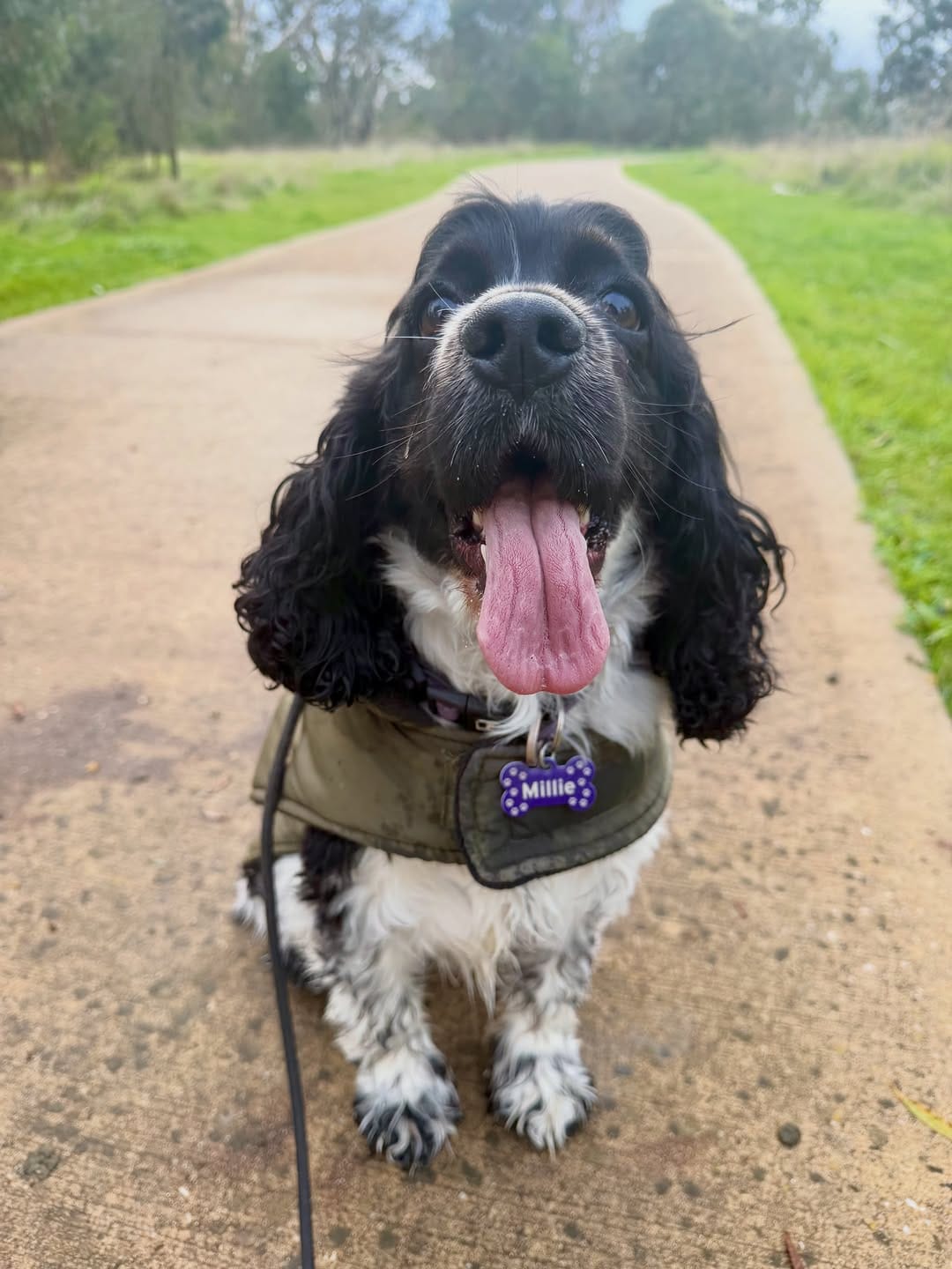 Post 7 by Canine Training Adventure Club on Instagram (image)