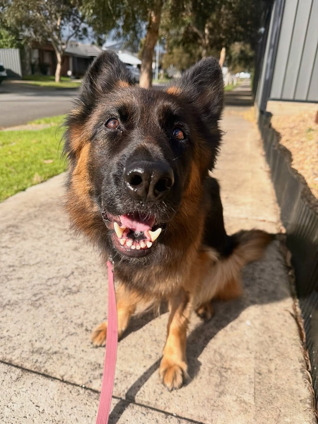 Post 4 by Canine Training Adventure Club on Instagram (image)