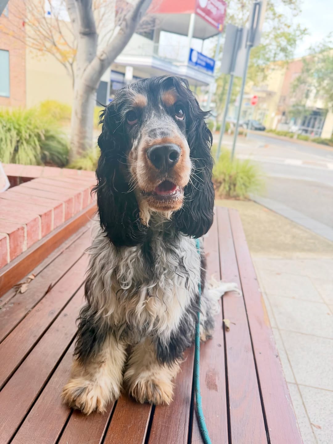 Post 10 by Canine Training Adventure Club on Instagram (image)