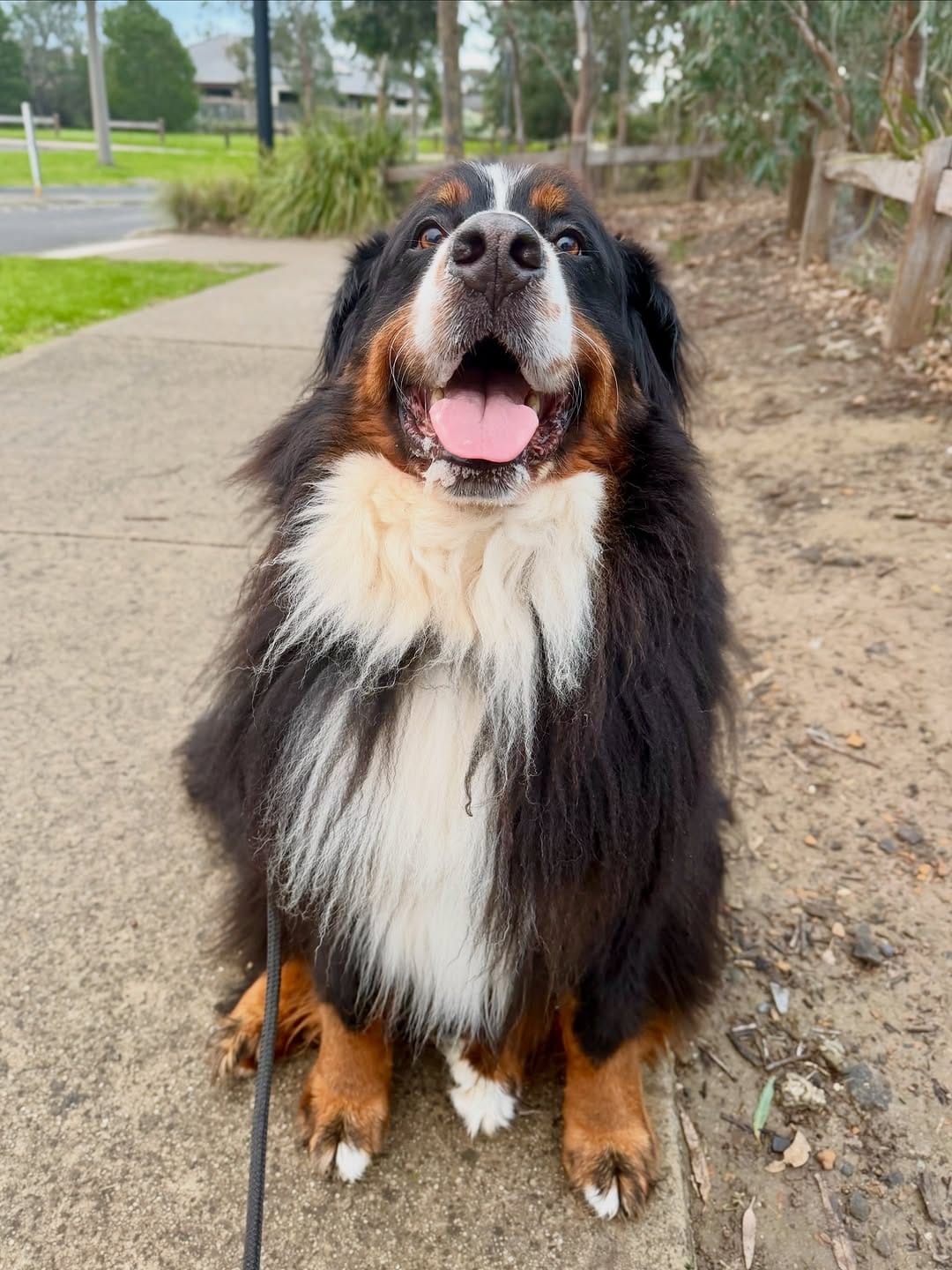 Post 8 by Canine Training Adventure Club on Instagram (image)