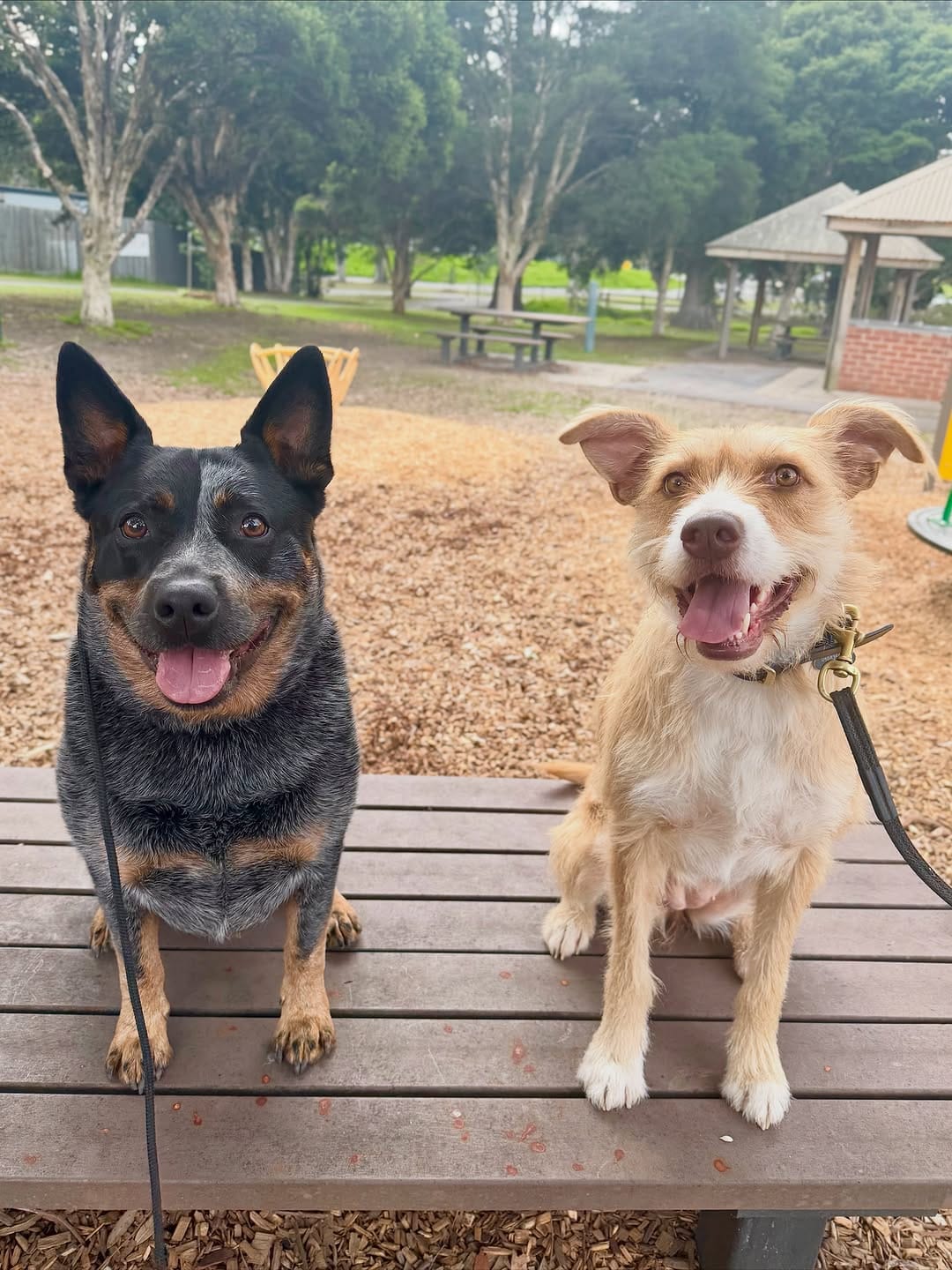Post 2 by Canine Training Adventure Club on Instagram (image)