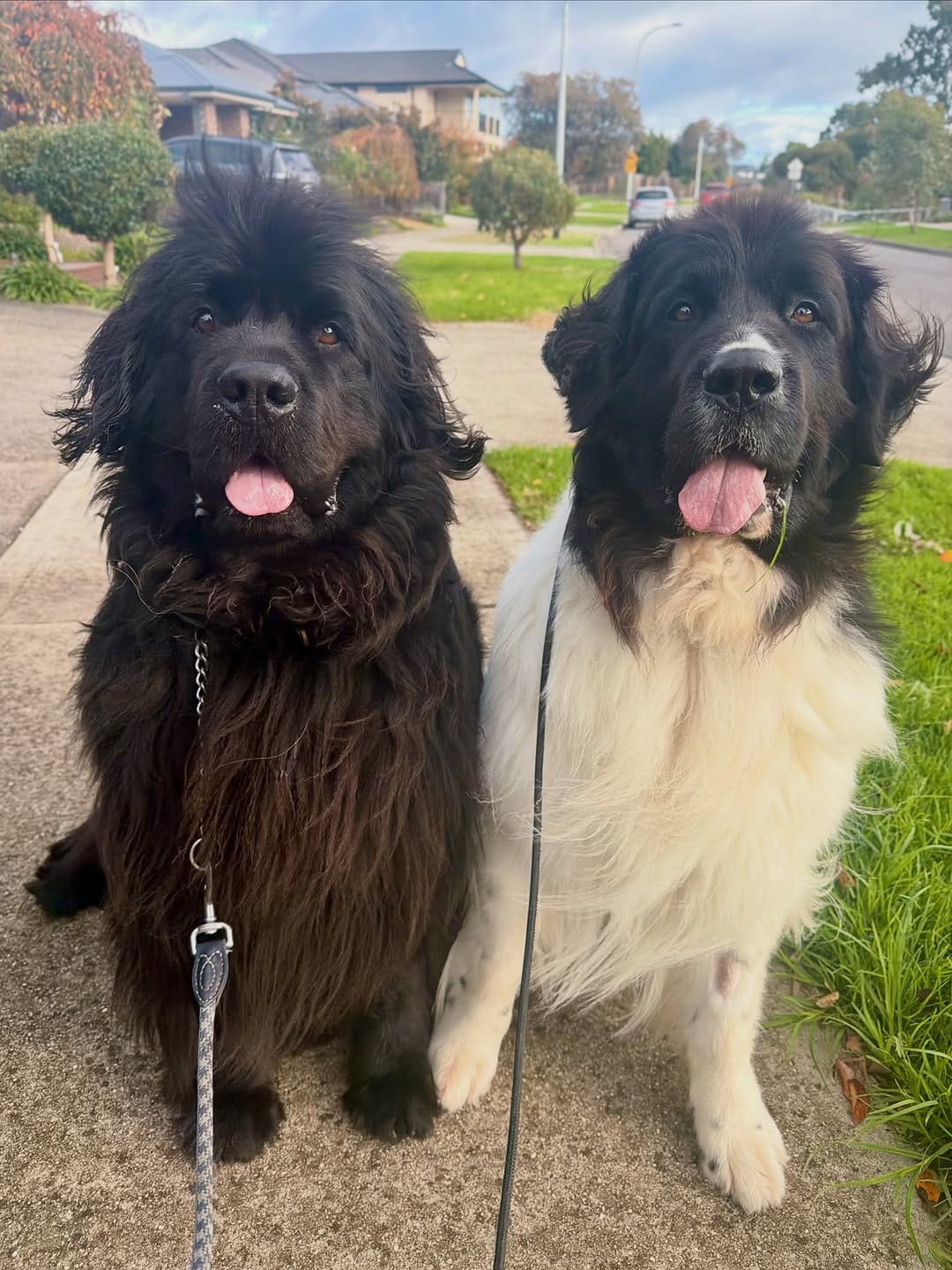 Post 5 by Canine Training Adventure Club on Instagram (image)