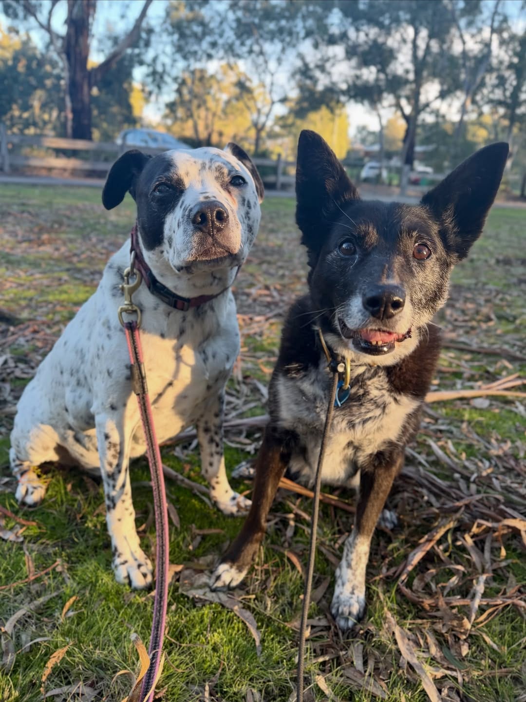 Post 9 by Canine Training Adventure Club on Instagram (image)