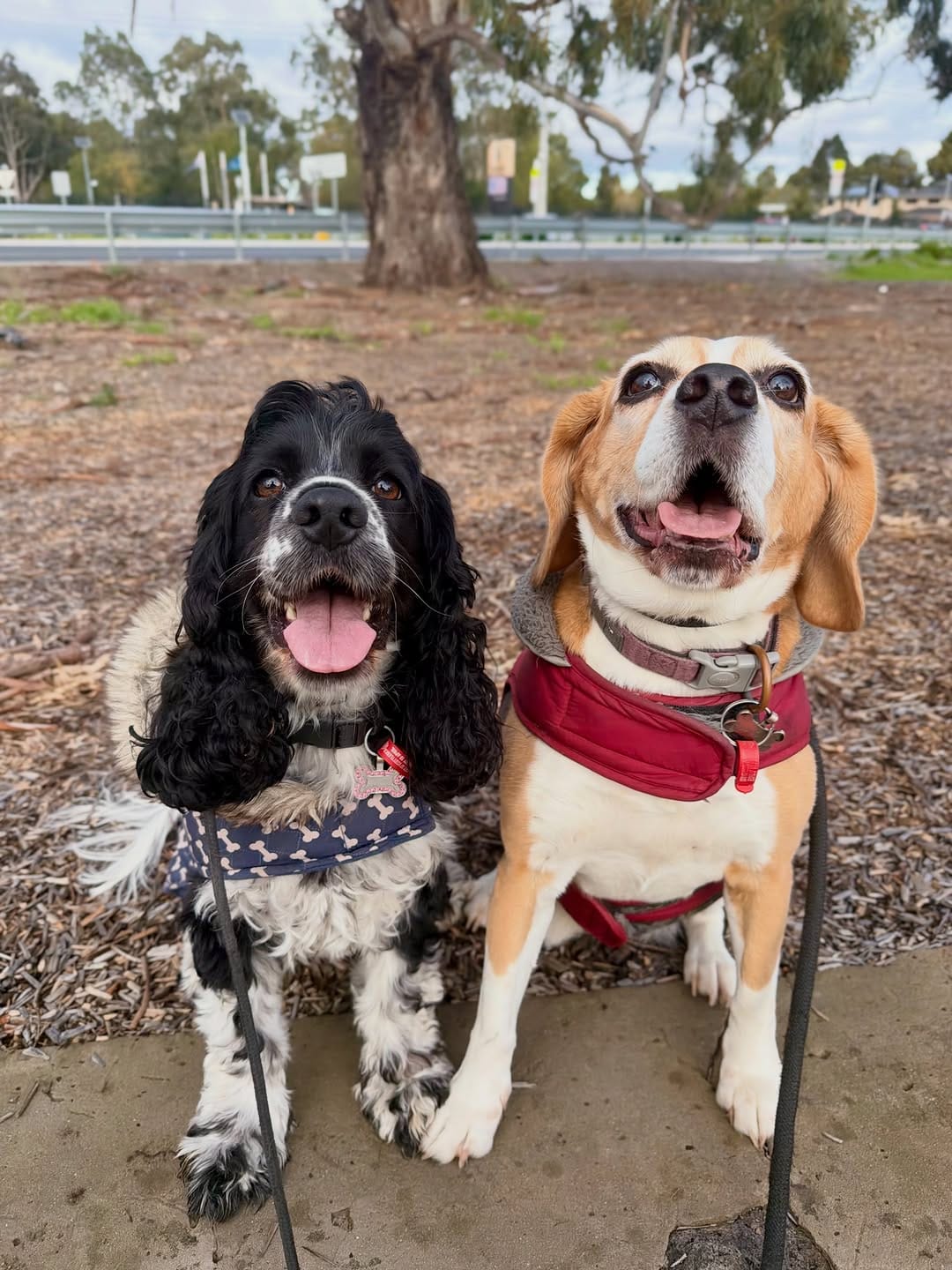 Post 6 by Canine Training Adventure Club on Instagram (image)