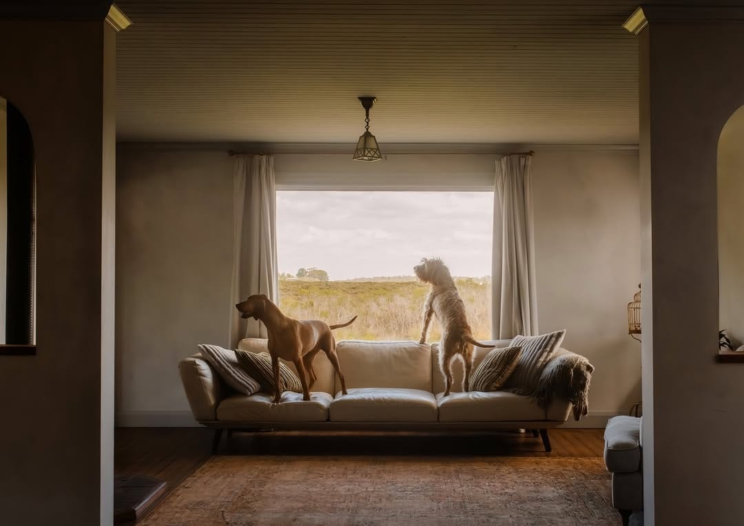Post 2 by Katy & Shell | Melbourne In-Home Pet Photographers on Instagram (carousel)