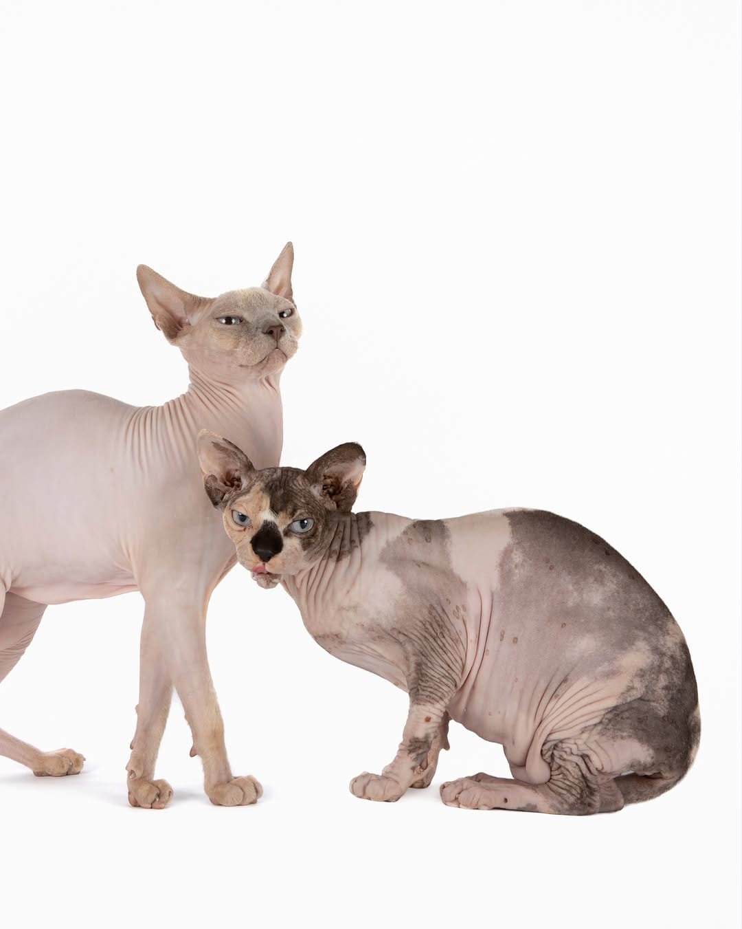 Post 5 by Sarah Woodward Pet Photography on Instagram (carousel)