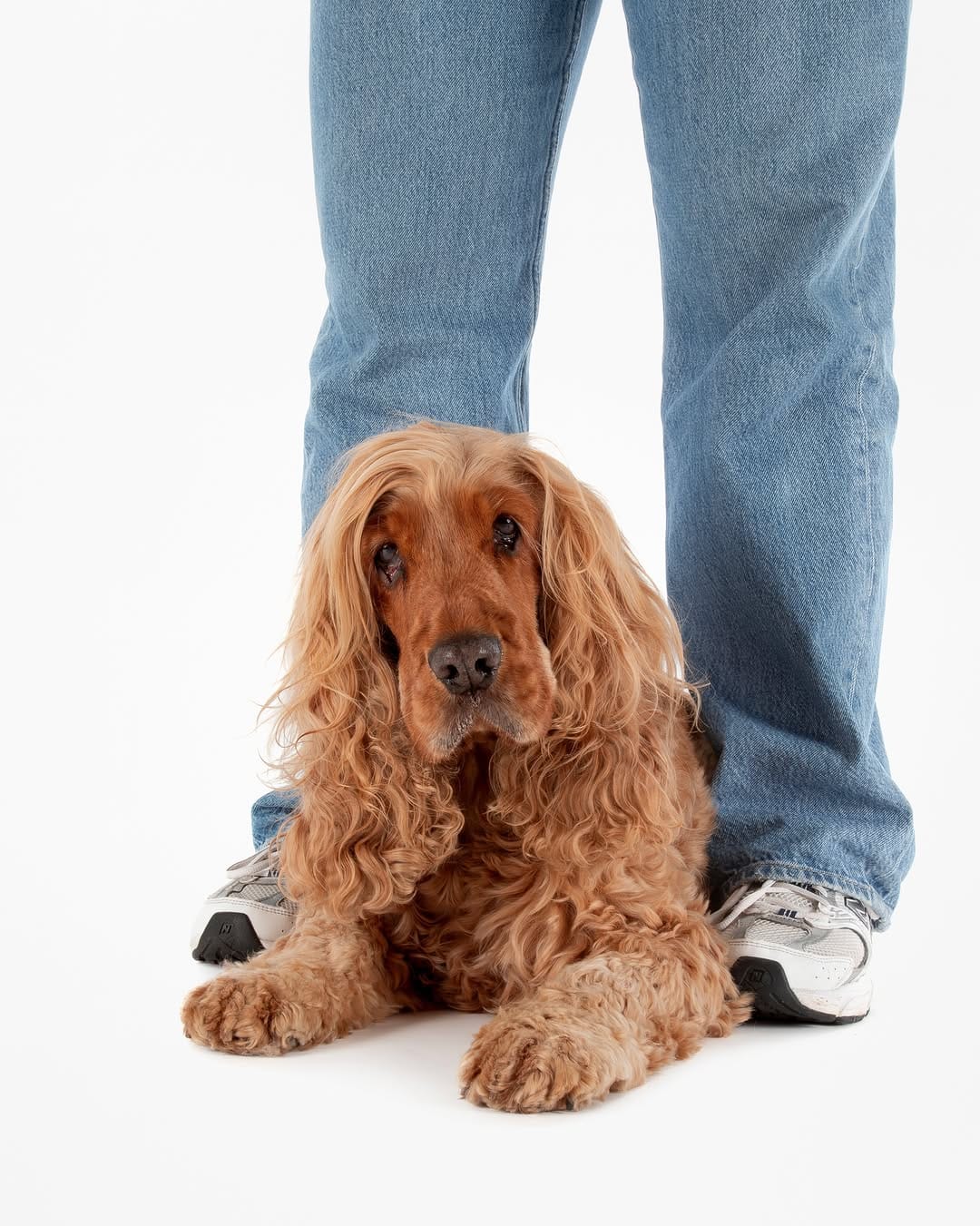Post 1 by Sarah Woodward Pet Photography on Instagram (carousel)