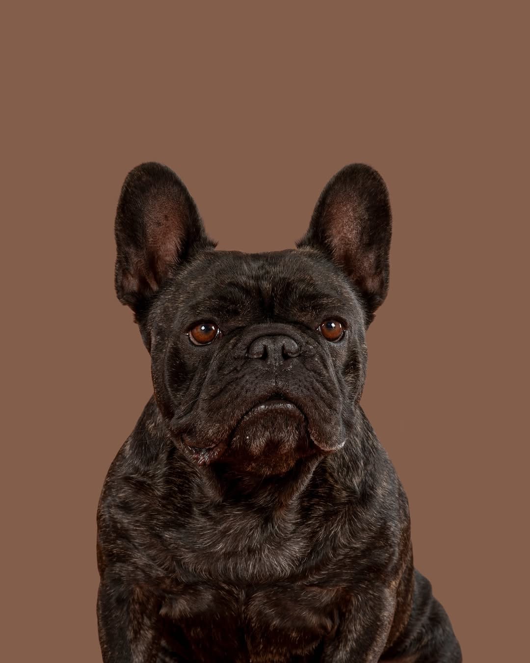 Post 4 by Sarah Woodward Pet Photography on Instagram (carousel)