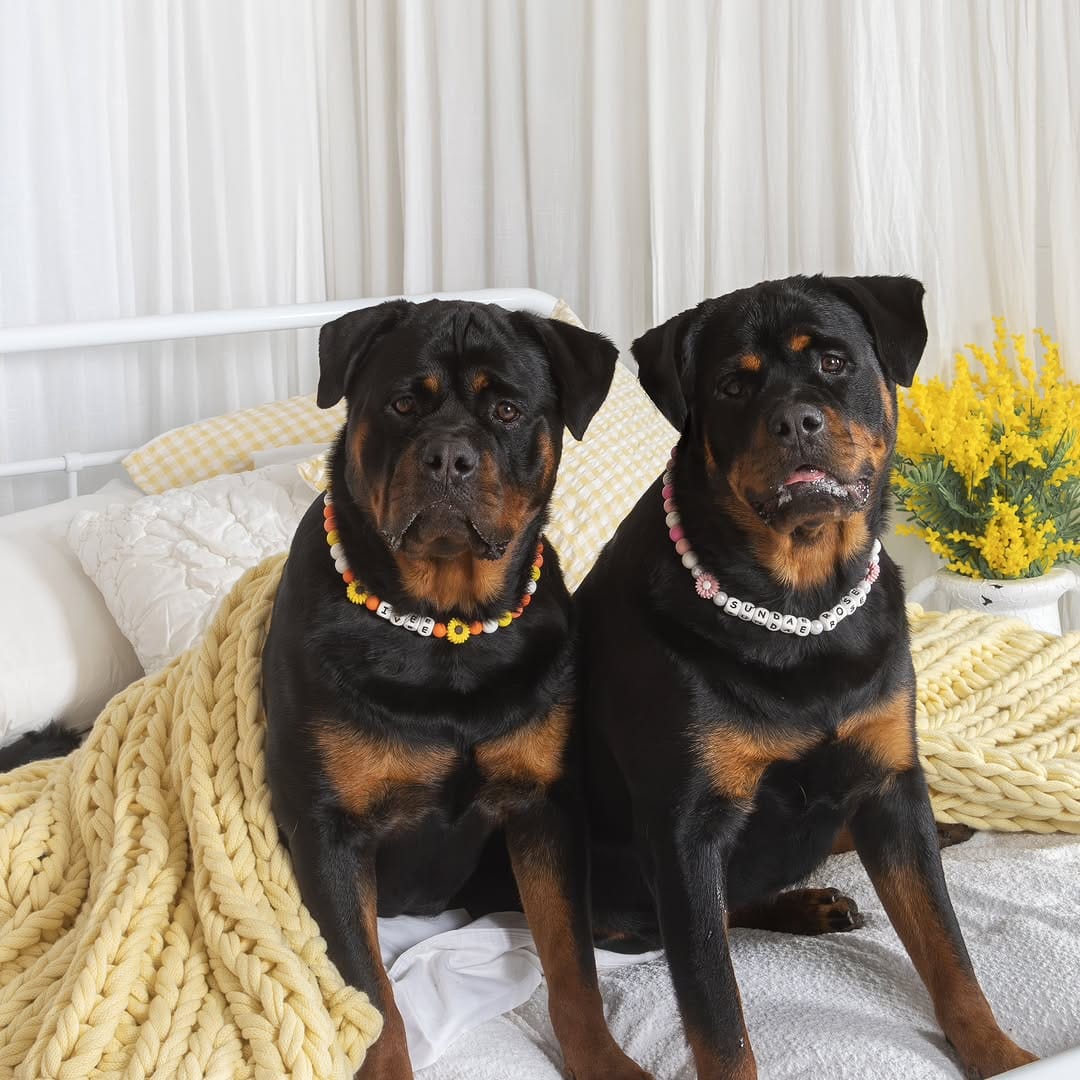 Post 10 by Sarah Woodward Pet Photography on Instagram (image)
