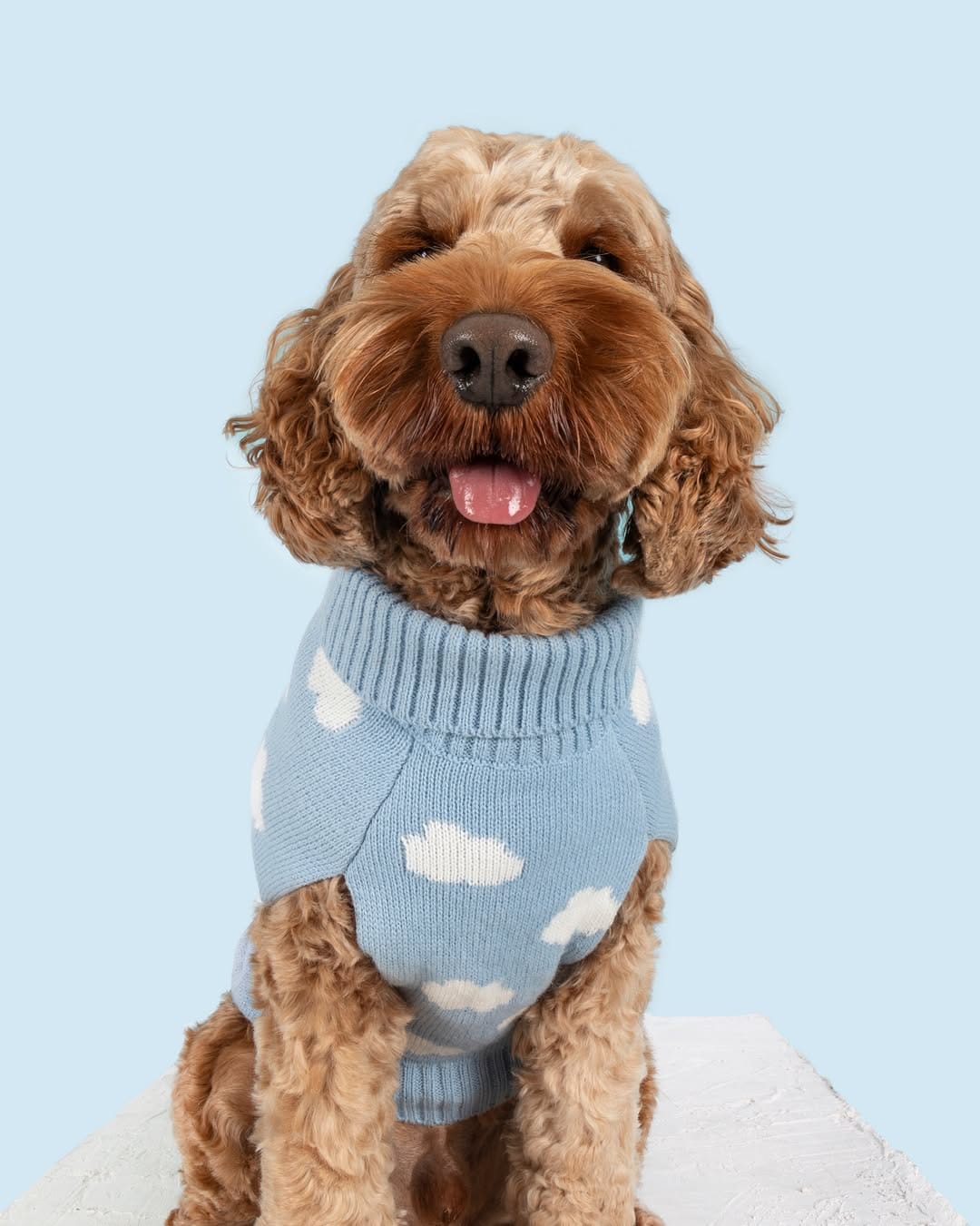 Post 7 by Sarah Woodward Pet Photography on Instagram (image)
