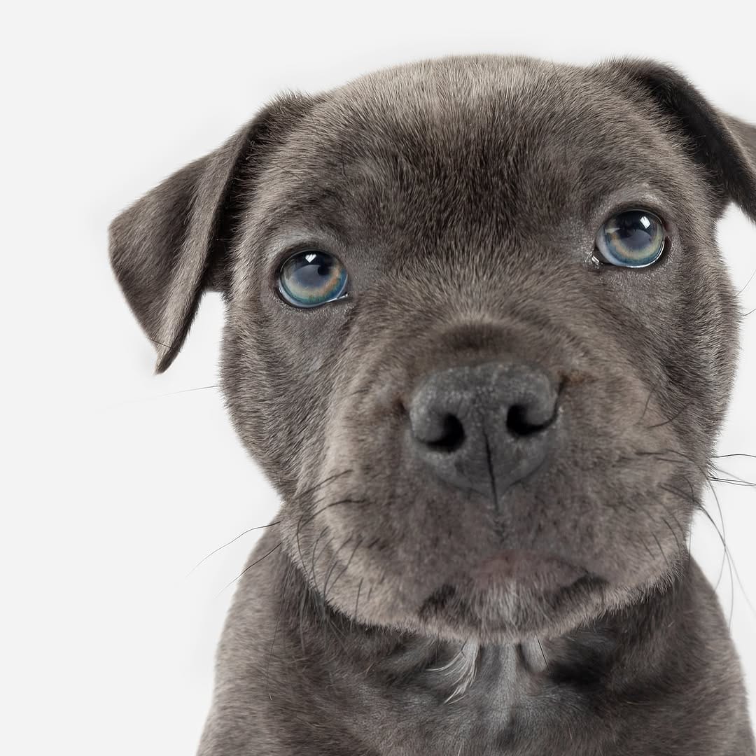 Post 9 by Sarah Woodward Pet Photography on Instagram (image)