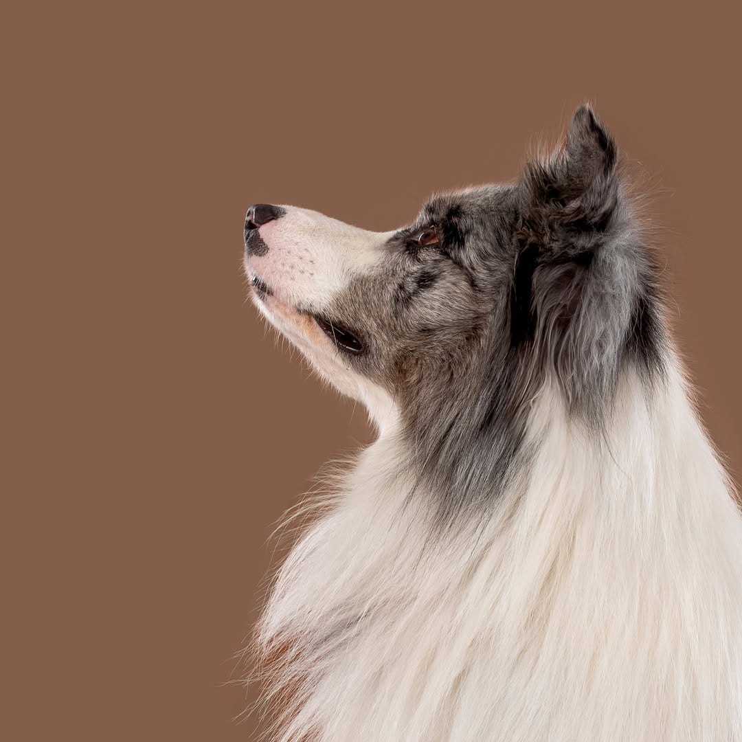 Post 8 by Sarah Woodward Pet Photography on Instagram (image)