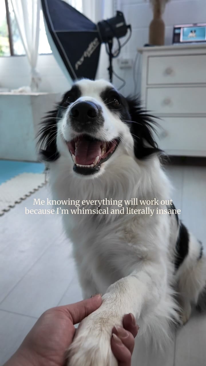 Post 6 by Sarah Woodward Pet Photography on Instagram (video)