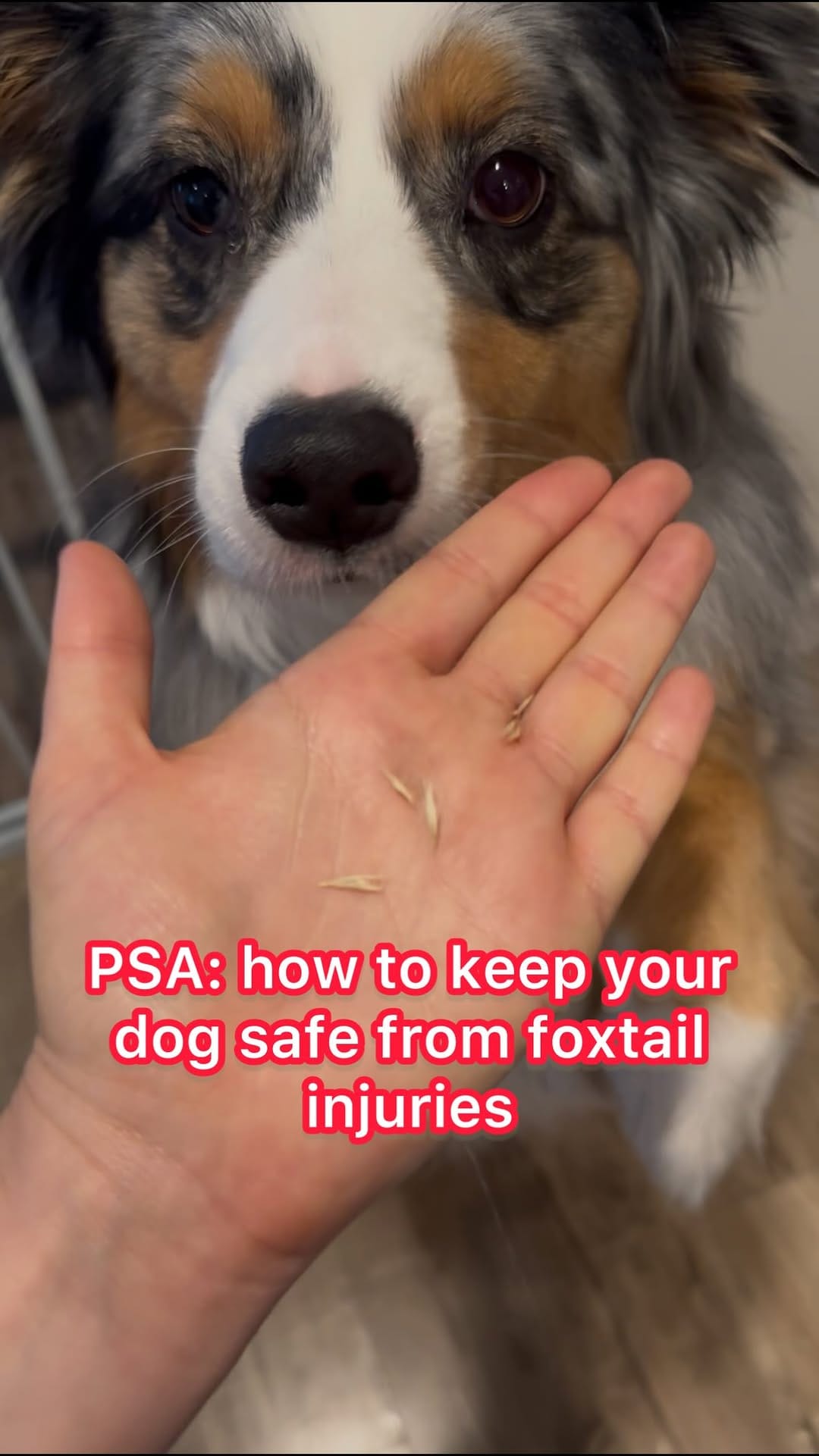 Post 1 by Melissa Goodman | Dog Trainer on Instagram (video)