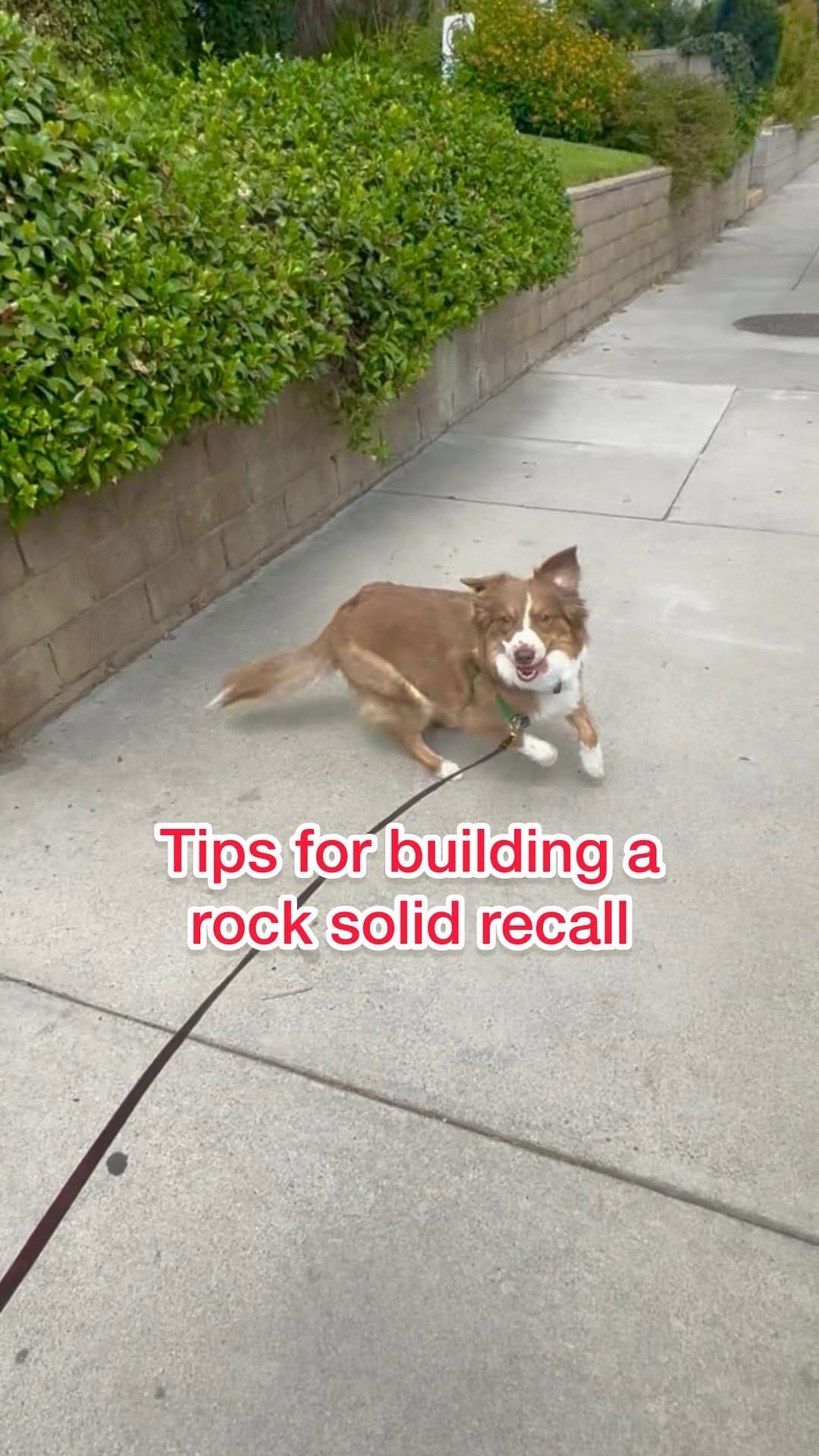 Post 4 by Melissa Goodman | Dog Trainer on Instagram (video)