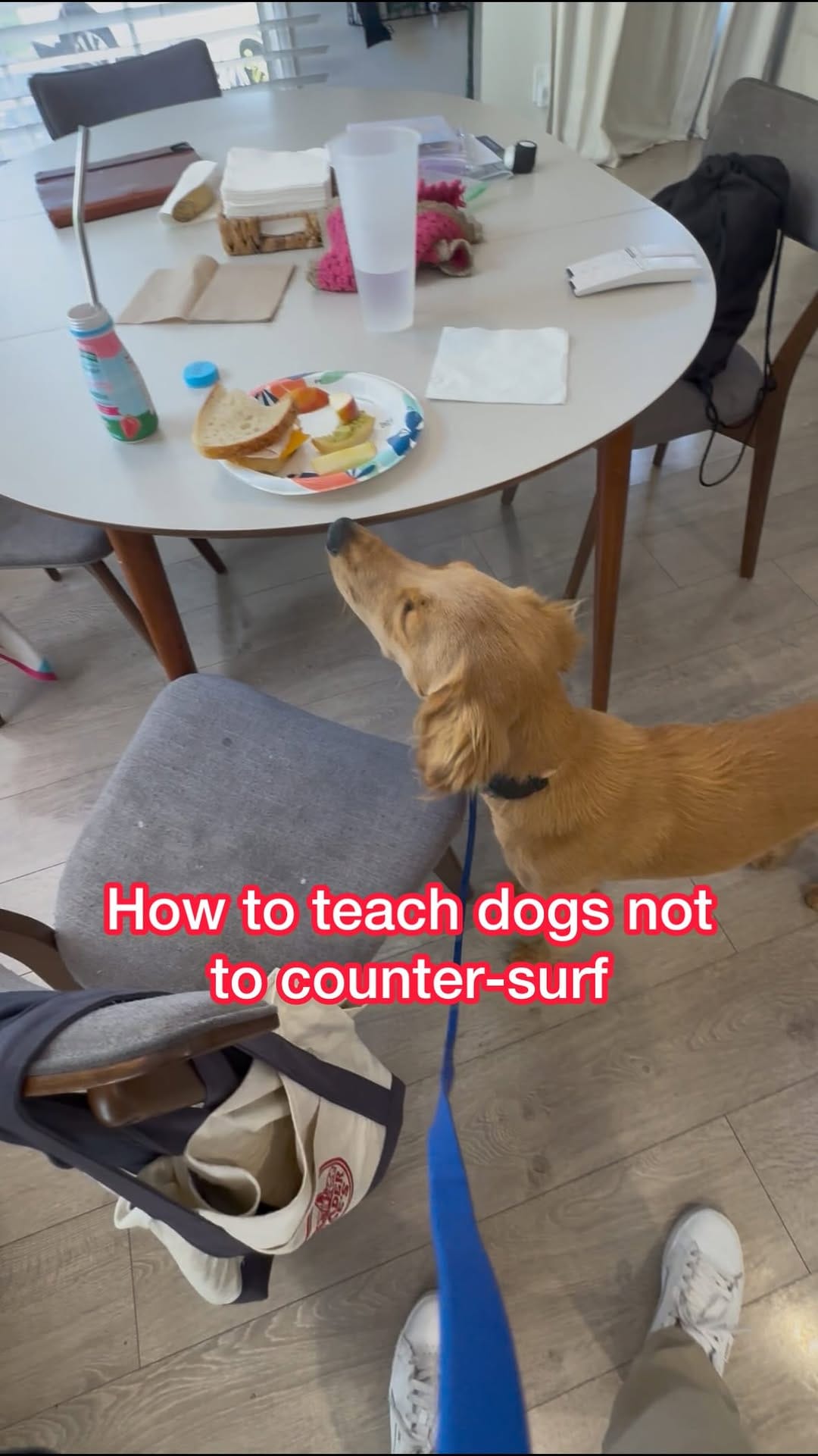 Post 3 by Melissa Goodman | Dog Trainer on Instagram (video)