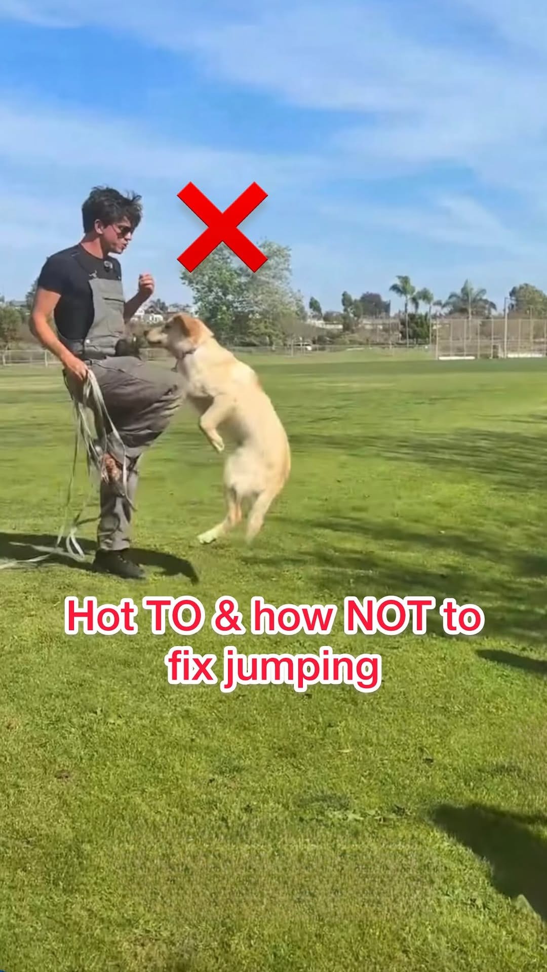 Post 6 by Melissa Goodman | Dog Trainer on Instagram (video)