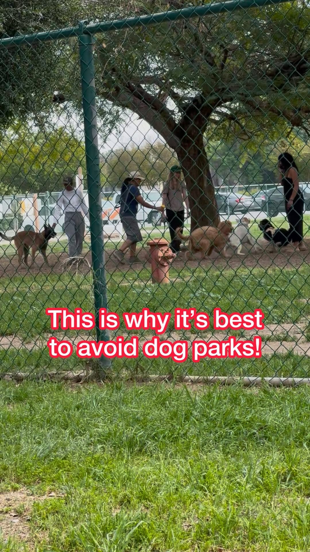 Post 8 by Melissa Goodman | Dog Trainer on Instagram (video)