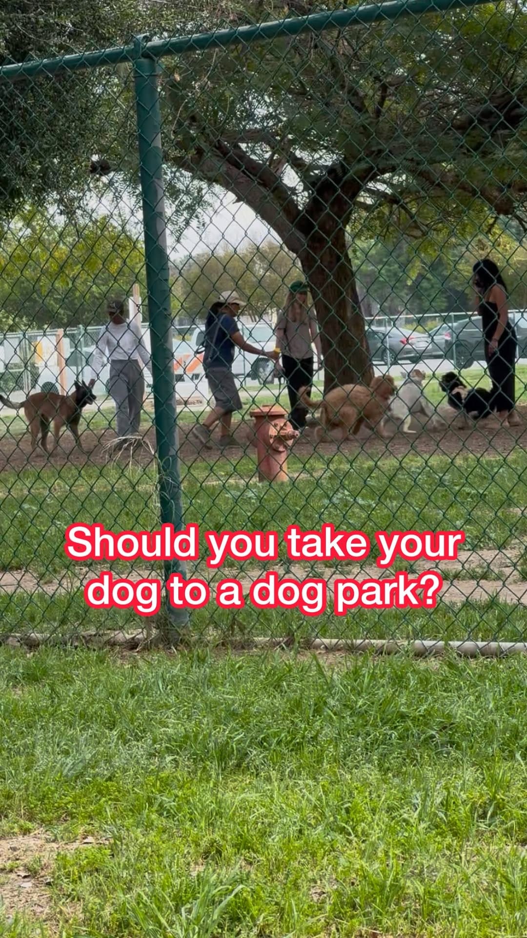 Post 9 by Melissa Goodman | Dog Trainer on Instagram (video)
